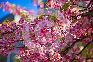 Kawazu cherry blossoms in spring season close up