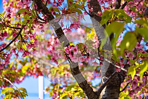 Kawazu cherry blossoms in spring season close up
