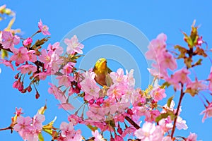 Kawazu cherry blossoms with a white-eye bird