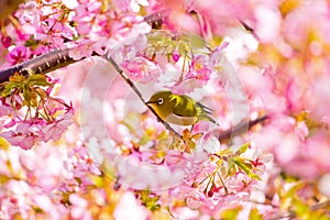 Kawazu cherry blossoms with a white-eye bird