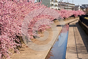 Kawazu cherry blossoms in the Yodo Suiro Waterway in Kyoto.