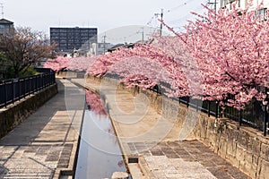 Kawazu cherry blossoms in the Yodo Suiro Waterway in Kyoto.