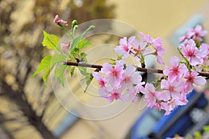 Kawazu cherry blossomsPrunus lannesiana cv. Kawazu-zakura