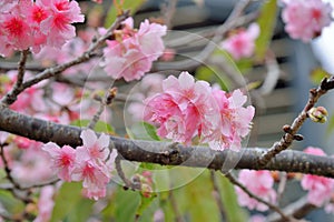 Kawazu cherry blossomsPrunus lannesiana cv. Kawazu-zakura