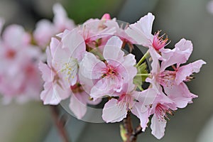 Kawazu cherry blossomsPrunus lannesiana cv. Kawazu-zakura