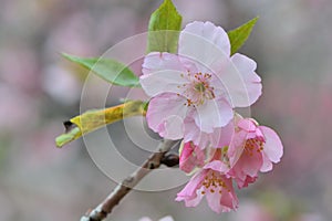Kawazu cherry blossomsPrunus lannesiana cv. Kawazu-zakura