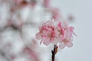 Kawazu cherry blossomsPrunus lannesiana cv. Kawazu-zakura