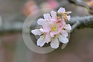 Kawazu cherry blossomsPrunus lannesiana cv. Kawazu-zakura