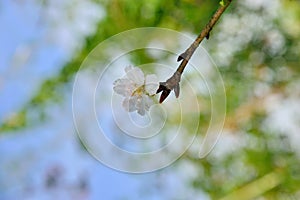 Kawazu cherry blossomsPrunus lannesiana cv. Kawazu-zakura