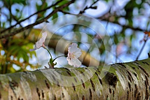 Kawazu cherry blossomsPrunus lannesiana cv. Kawazu-zakura