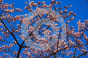 Kawazu cherry tree and Bulbul