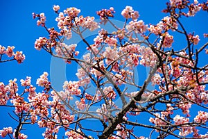 Kawazu cherry tree and Bulbul