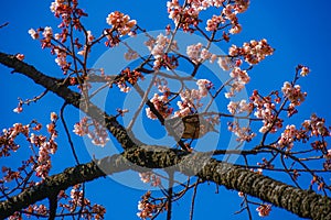 Kawazu cherry tree and Bulbul