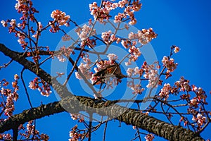 Kawazu cherry tree and Bulbul