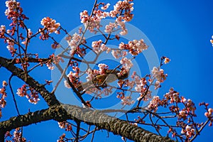 Kawazu cherry tree and Bulbul