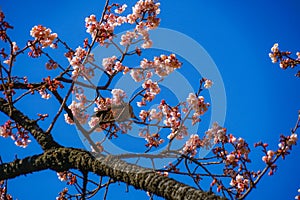 Kawazu cherry tree and Bulbul