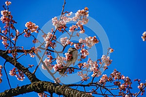 Kawazu cherry tree and Bulbul