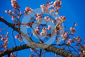 Kawazu cherry tree and Bulbul