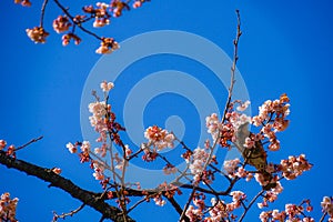 Kawazu cherry tree and Bulbul