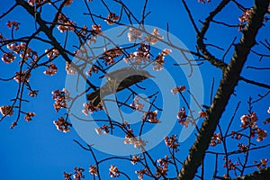 Kawazu cherry tree and Bulbul