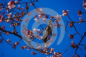 Kawazu cherry tree and Bulbul