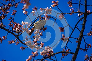 Kawazu cherry tree and Bulbul