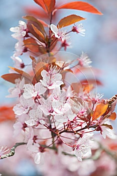 Kawazu cherry tree in full bloom - spring