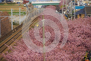 Kawazu cherry tree and Keikyu line Miurakaigan