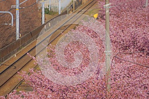 Kawazu cherry tree and Keikyu line Miurakaigan