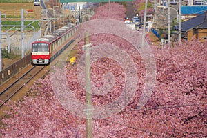 Kawazu cherry tree and Keikyu line Miurakaigan