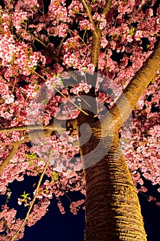 Kawazu cherry tree at night