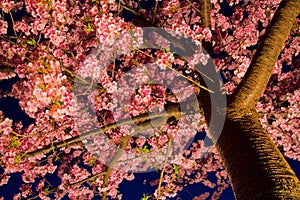 Kawazu cherry tree at night