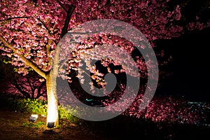 Kawazu cherry tree at night