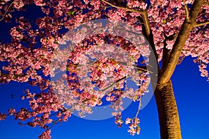 Kawazu cherry tree at night