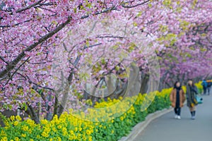 Kawazu cherry tree and rape of Miurakaigan