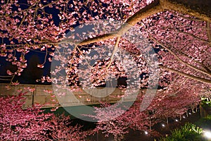 Kawazu cherry tree and rape of Miurakaigan