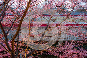 Kawazu cherry tree and train Miurakaigan