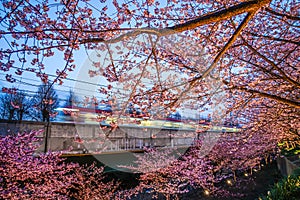 Kawazu cherry tree and train Miurakaigan