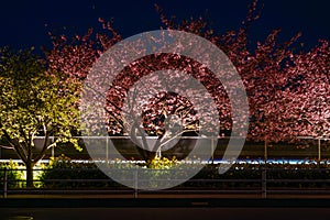 Kawazu cherry tree and train Miurakaigan