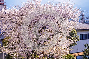 Kawazu cherry tree and train Miurakaigan