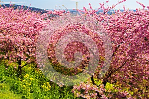 Kawazu cherry trees with rapeseed field