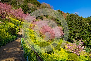 Kawazu cherry trees with rapeseed field