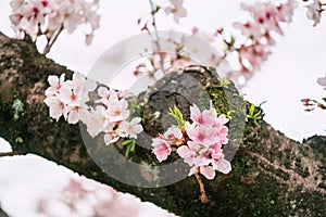 kawazu pink sakura blossom on cherry tree at Kumamoto castle