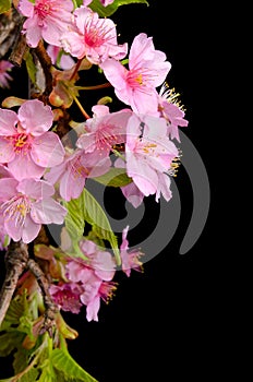 Kawazu sakura