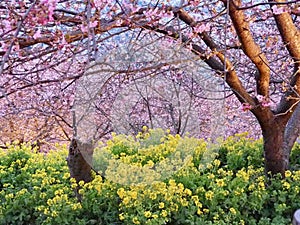 Kawazu Sakura with Brassica Rapa Flowers