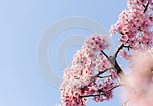 Kawazu Sakura Cherry Blossom