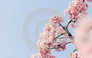 Kawazu Sakura Cherry Blossom