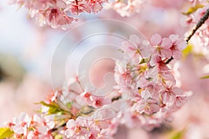 Kawazu Sakura Cherry Blossom