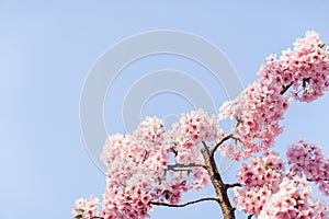 Kawazu Sakura Cherry Blossom