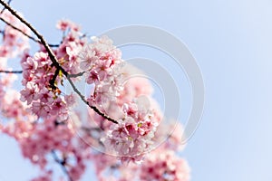 Kawazu Sakura Cherry Blossom